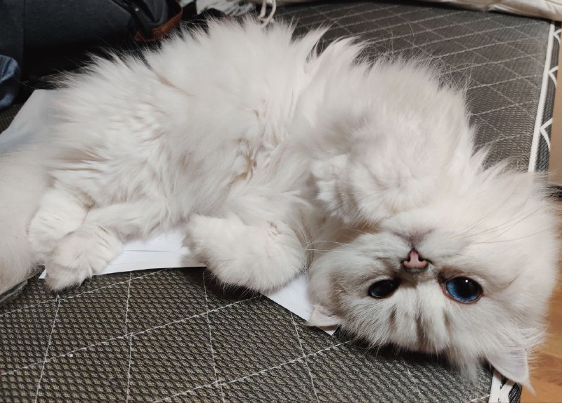 刚才两个小猫默契跑到我书桌旁边的床上撒娇玩闹，也太可爱了 ❤️刚才两个小猫默契跑到我书桌旁边的床上撒娇玩闹，也太可爱了 ❤️