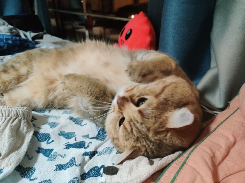 刚才两个小猫默契跑到我书桌旁边的床上撒娇玩闹，也太可爱了 ❤️刚才两个小猫默契跑到我书桌旁边的床上撒娇玩闹，也太可爱了 ❤️