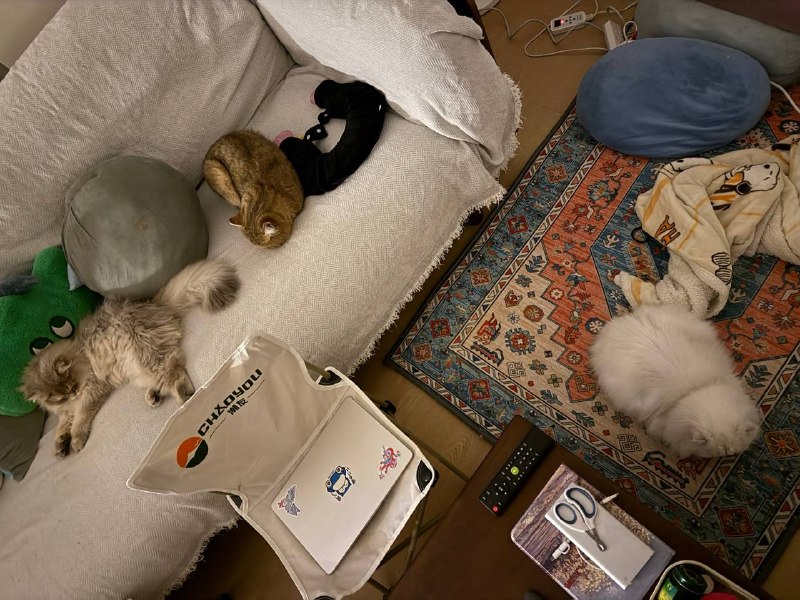 还有三只松弛的小猫！